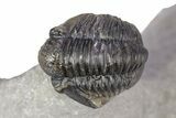 Three Nicely Presented Gerastos Trilobite Fossils - Morocco #383226-4